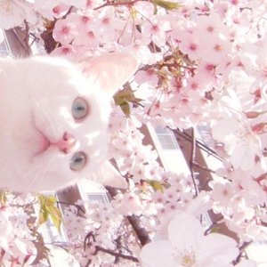 苍月奥特曼12集无删减播放
